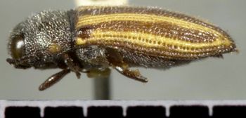 Media type: image;   Entomology 33319 Aspect: habitus lateral view